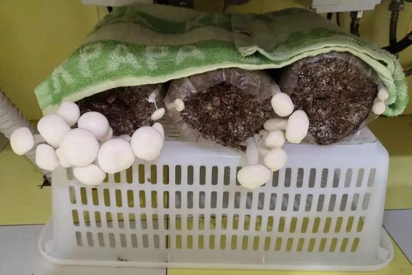 菌包为什么不能全打开,菌包买回家怎么种