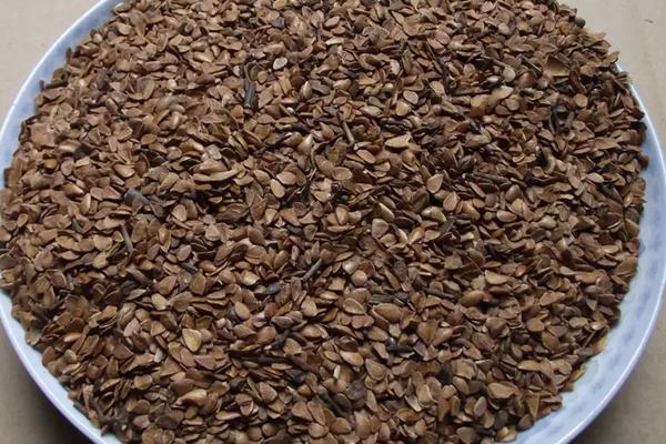 香椿的种植方法和时间，附管理方法