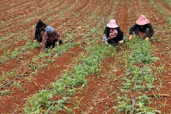 香椿的种植方法和时间，附管理方法