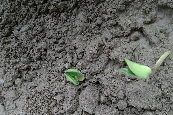 毛豆种植技术与时间,如何才能高产