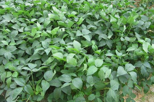 毛豆种植技术与时间,如何才能高产