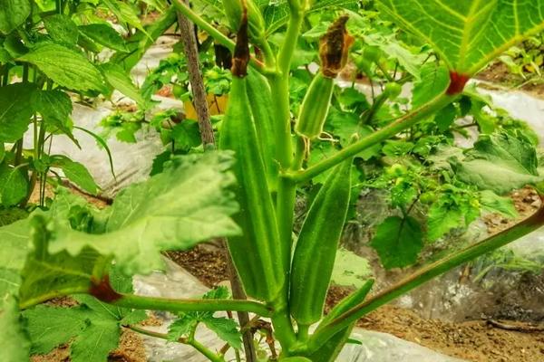 黄秋葵栽培与管理技术,在北方山西怎么种植与管理