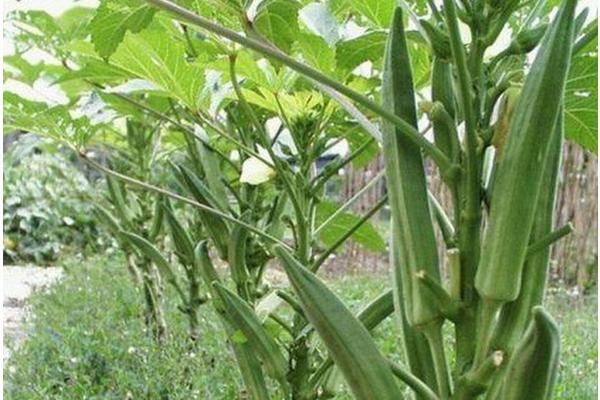 黄秋葵栽培与管理技术,在北方山西怎么种植与管理