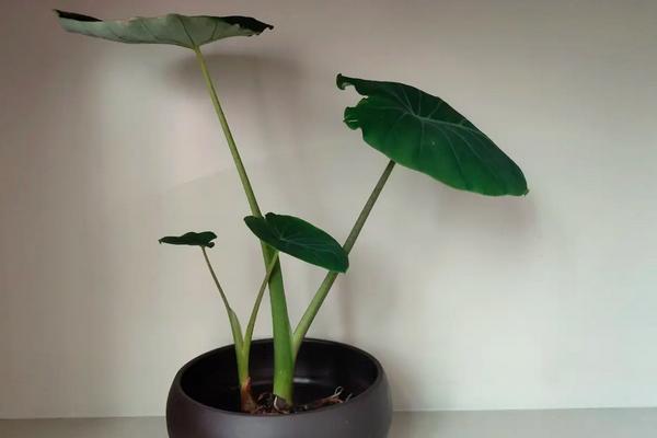 芋头盆景的种植方法,什么时候种植合适