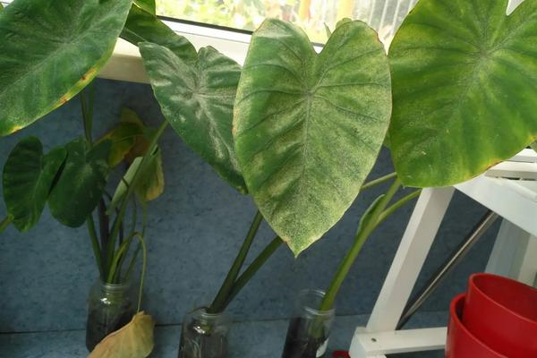 芋头盆景的种植方法,什么时候种植合适