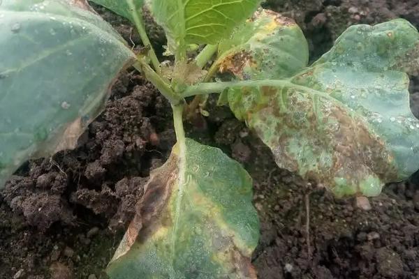 油麦菜的种植方法和时间,附病害防治与治疗