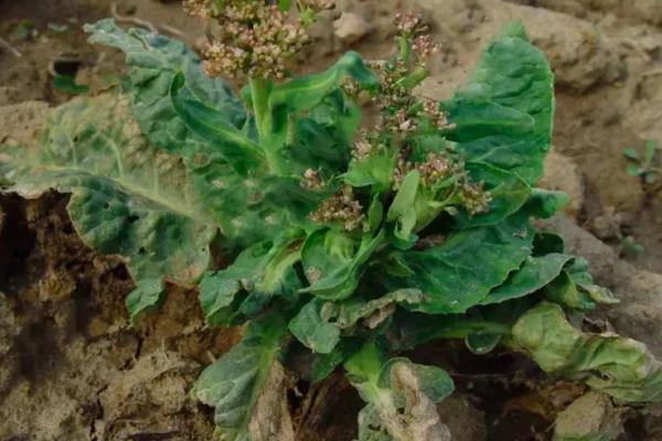 油麦菜的种植方法和时间,附病害防治与治疗