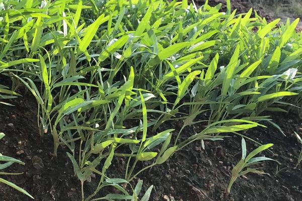 空心菜高产种植技术,什么时间种植合适