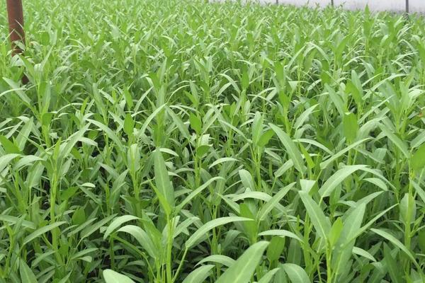 空心菜高产种植技术,什么时间种植合适