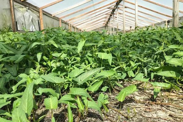 空心菜冬季大棚种植技术,如何给大棚增温