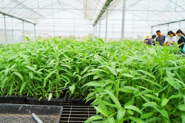 空心菜冬季大棚种植技术,如何给大棚增温