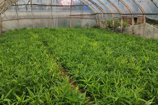 空心菜冬季大棚种植技术,如何给大棚增温