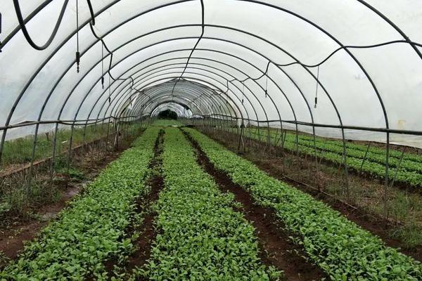 空心菜冬季大棚种植技术,如何给大棚增温