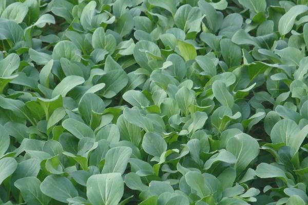 油菜高产种植技术,全球气候变暖会影响油菜的种植吗