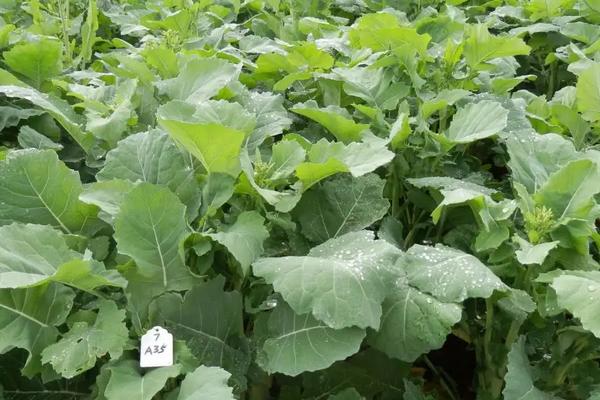 油菜高产种植技术,全球气候变暖会影响油菜的种植吗