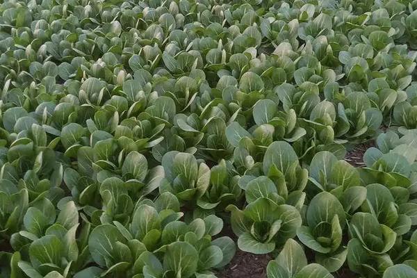 油菜高产种植技术,全球气候变暖会影响油菜的种植吗