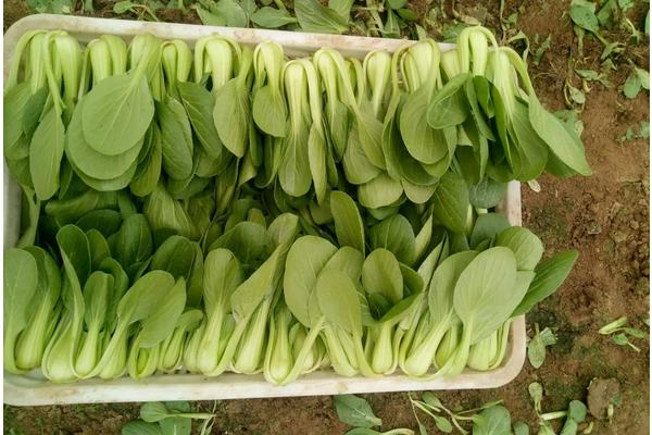 油菜高产种植技术,全球气候变暖会影响油菜的种植吗