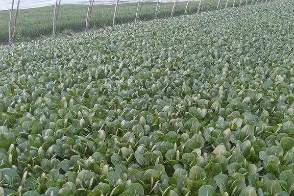 油菜高产种植技术,全球气候变暖会影响油菜的种植吗