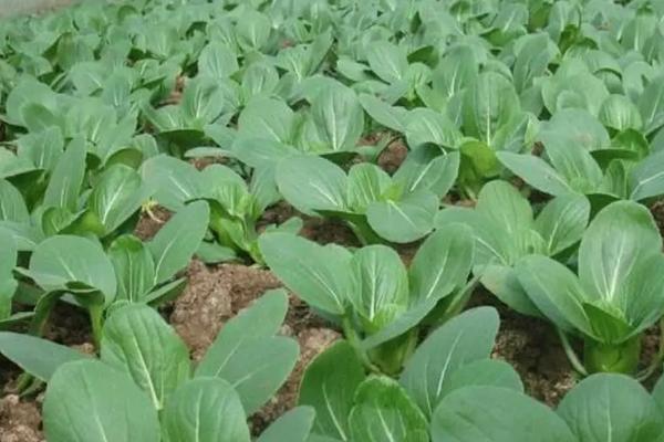 油菜高产种植技术,全球气候变暖会影响油菜的种植吗