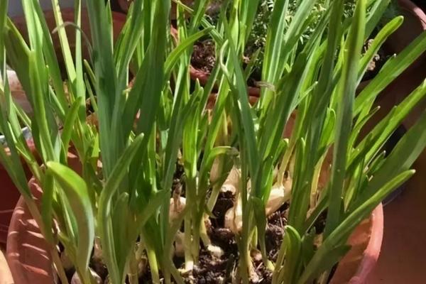 大蒜盆栽种植方法，附培育蒜苗步骤