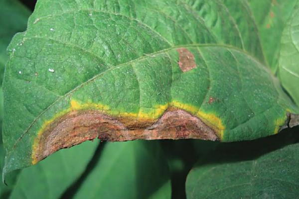 芸豆高产种植技术与管理,附叶片常见病害及防治