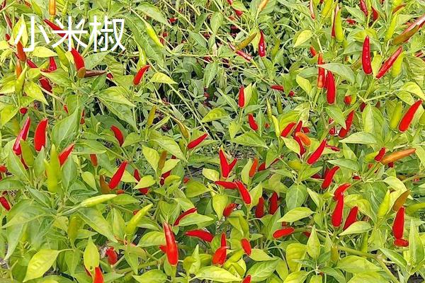 小米辣和小米椒的区别