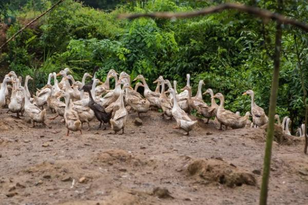 鸭子公母怎么分别，附养殖方法