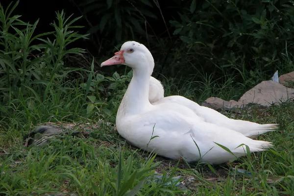 鸭子公母怎么分别，附养殖方法