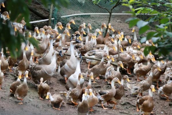 鸭子公母怎么分别，附养殖方法