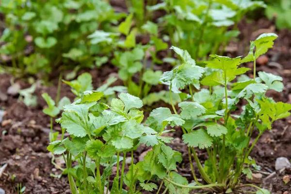 香菜栽培与种植技术,温度多少合适