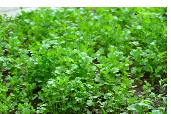 香菜栽培与种植技术,温度多少合适