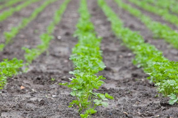 香菜栽培与种植技术,温度多少合适