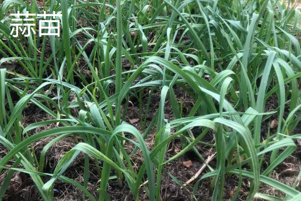 蒜苗和小葱怎么区分
