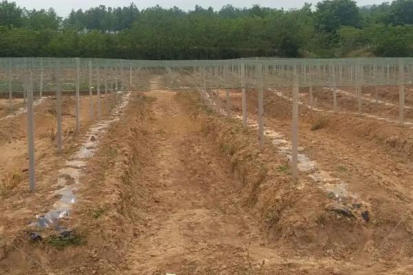 瓜蒌的种植技术管理,附病虫害综合防治