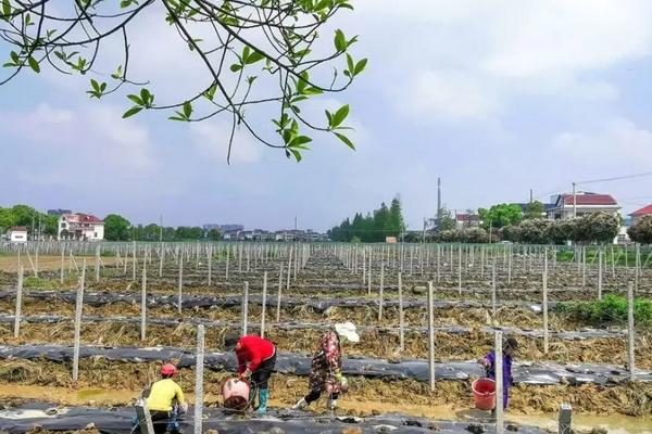 瓜蒌的种植技术管理,附病虫害综合防治