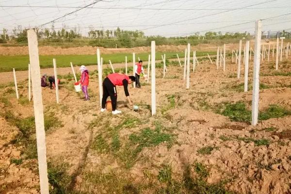 瓜蒌的种植技术管理,附病虫害综合防治