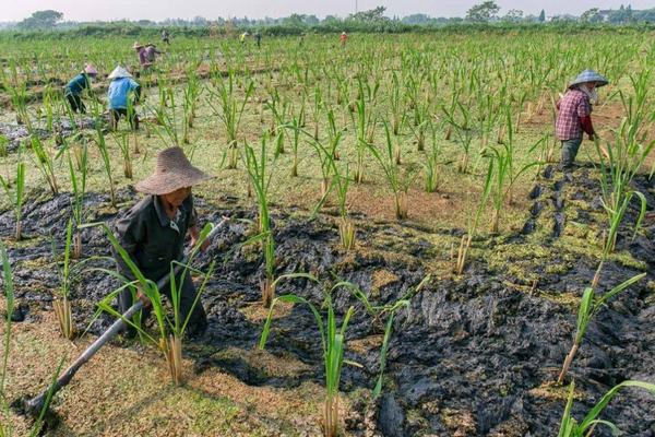 茭白栽培种植技术，附管育苗种植技术