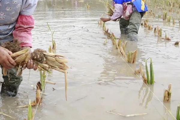 茭白栽培种植技术，附管育苗种植技术