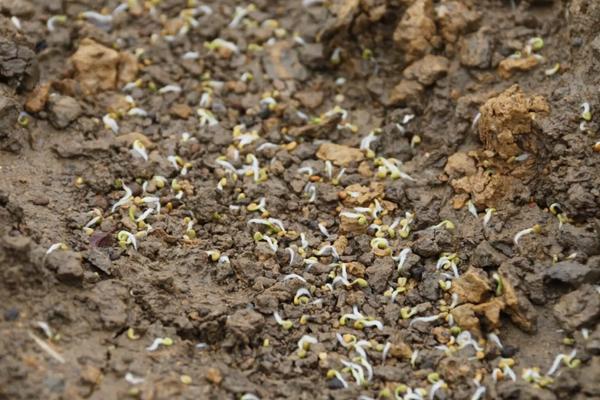 三叶草籽怎么种植,盆景怎么养护