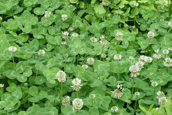 三叶草籽怎么种植,盆景怎么养护