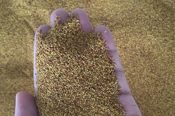 三叶草籽怎么种植,盆景怎么养护