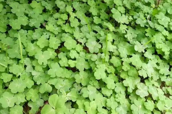 三叶草籽怎么种植,盆景怎么养护