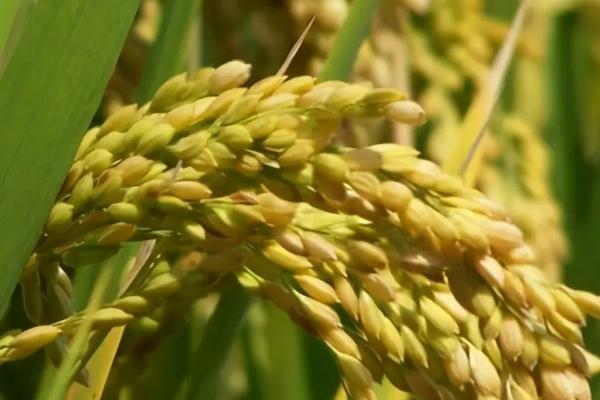 杂交水稻时间，和普通水稻有什么区别