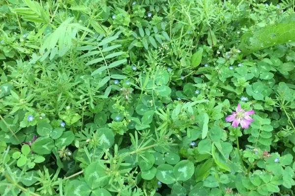 三叶草籽怎么种植,盆景怎么养护