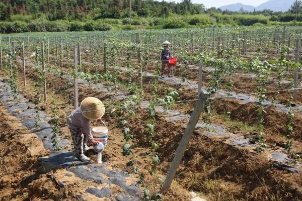 瓜蒌的种植技术管理,附病虫害综合防治