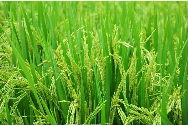 杂交水稻时间，和普通水稻有什么区别