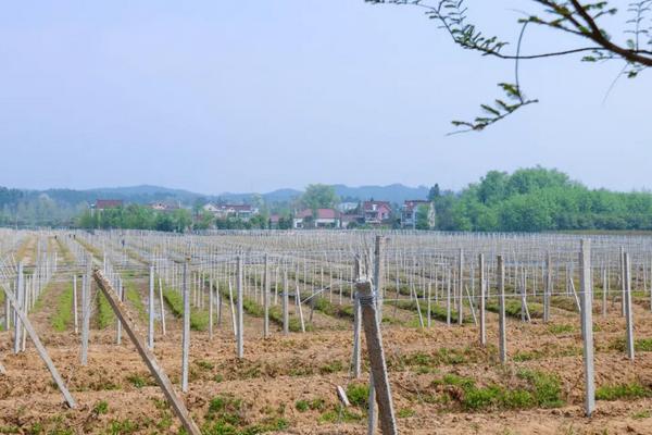 瓜蒌的种植技术管理,附病虫害综合防治
