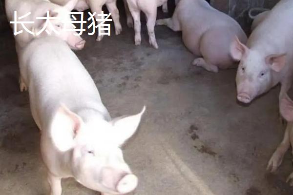 长太母猪的特点，梅山母猪和太湖母猪有什么区别