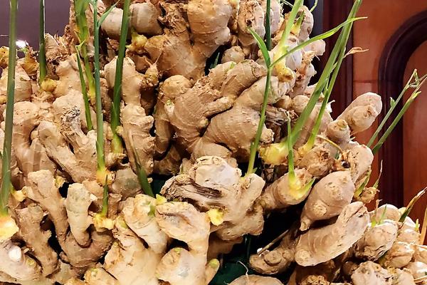 生姜怎么种植盆栽,多久可以出姜