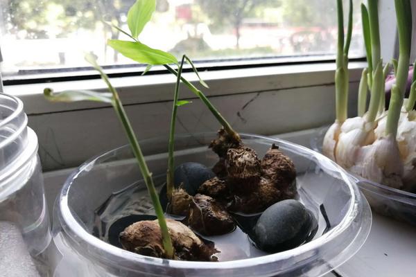 生姜怎么种植盆栽,多久可以出姜